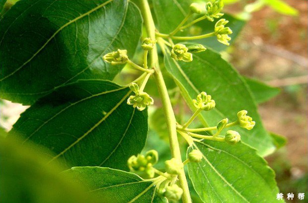 枣树花芽分化有什么特点？