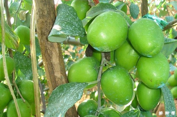 高朗1号大青枣好不好？