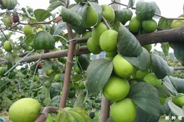 高朗1号大青枣好不好？