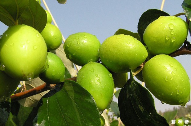 高朗1号大青枣好不好？