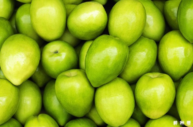 高朗1号大青枣好不好？