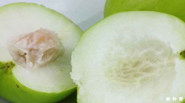 孕妇能吃大青枣吗？