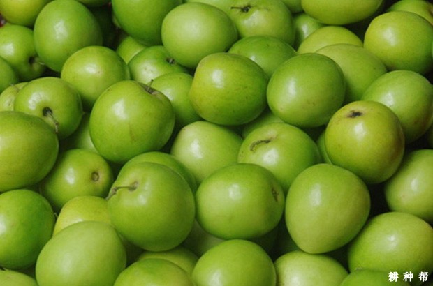 孕妇能吃大青枣吗？