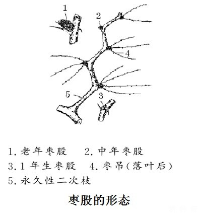 枣树枝芽分为哪些?有什么特性? 枣树枝芽分为哪些?有什么特性?