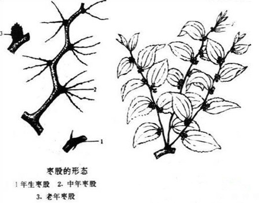 枣树枝芽分为哪些?有什么特性? 枣树枝芽分为哪些?有什么特性?