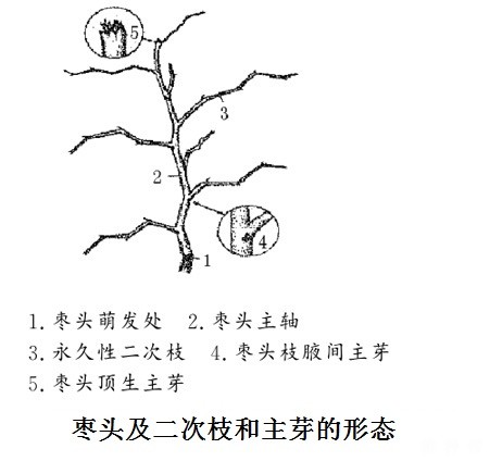 枣树枝芽分为哪些?有什么特性? 枣树枝芽分为哪些?有什么特性?
