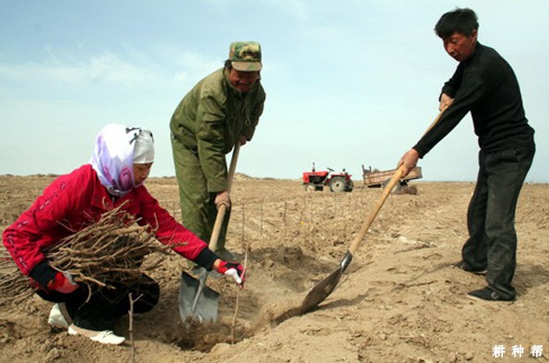 枣树种多少年可以结果？