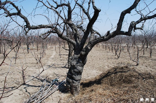 枣树种多少年可以结果？