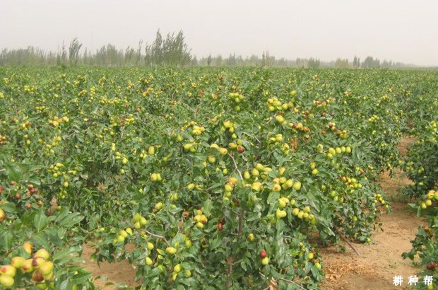 枣树种多少年可以结果？