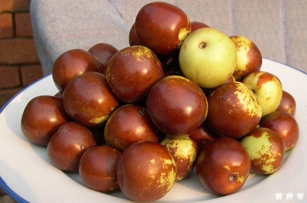 黄骅冬枣品种好不好？