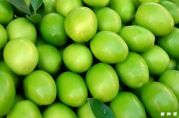 吃大青枣会上火吗？