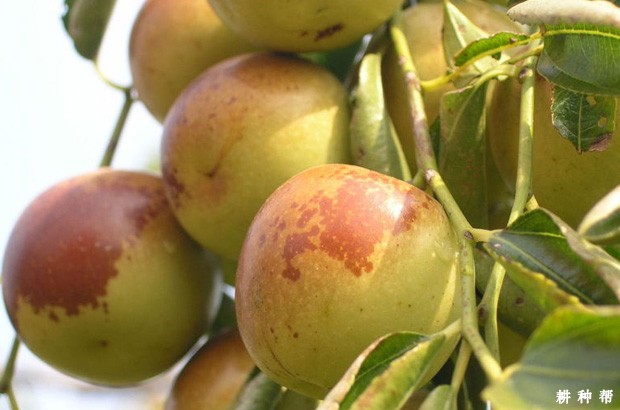 黄骅冬枣品种好不好？