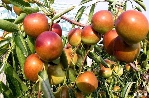 黄骅冬枣品种好不好？