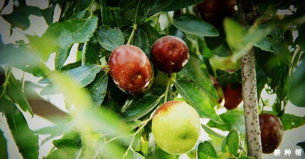 宁阳大枣（圆铃大枣）品种好不好？