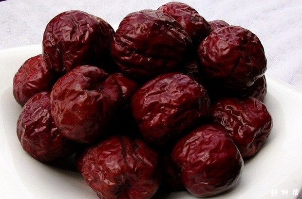 宁阳大枣（圆铃大枣）品种好不好？