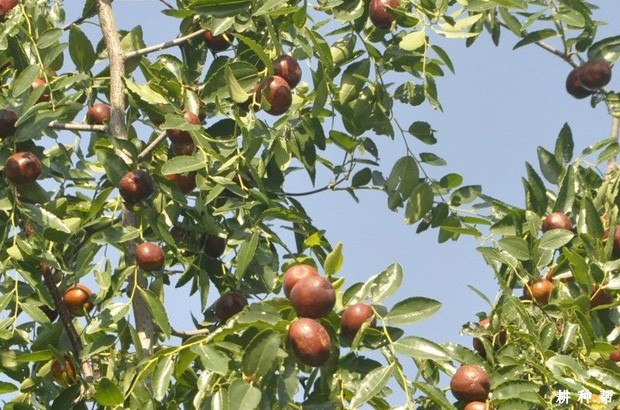 宁阳大枣（圆铃大枣）品种好不好？