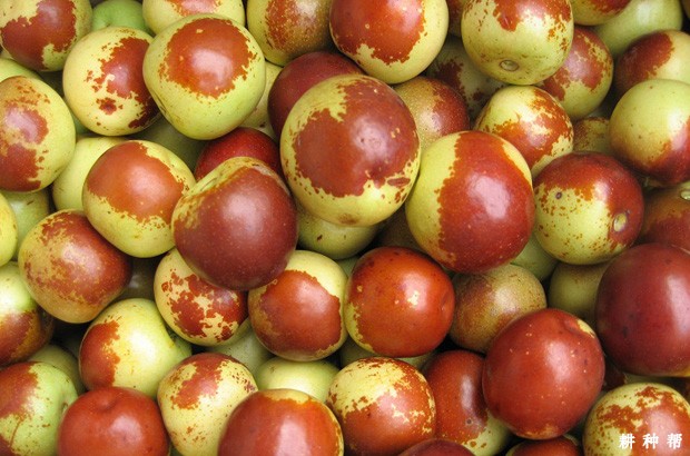 冬枣有哪些功效与作用？