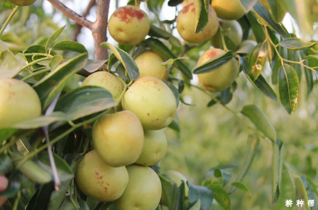 沾化冬枣二号好不好? 沾化冬枣二号好不好?