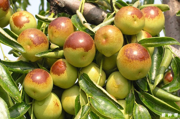 沾化冬枣二号好不好? 沾化冬枣二号好不好?