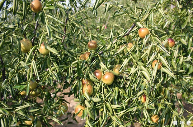 沾化冬枣二号好不好? 沾化冬枣二号好不好?