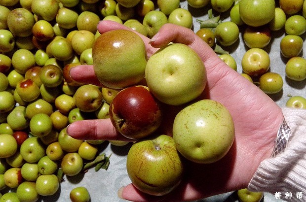 沾化冬枣二号好不好? 沾化冬枣二号好不好?