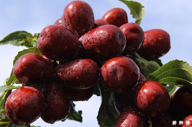 吃红枣有哪些好处？