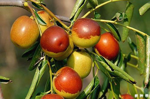 吃冬枣有哪些好处？