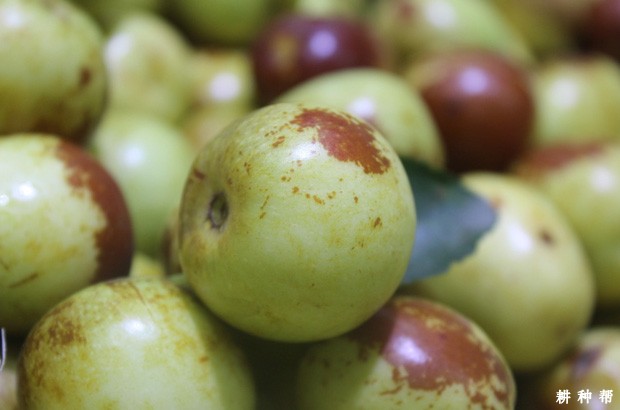 吃冬枣有哪些好处？