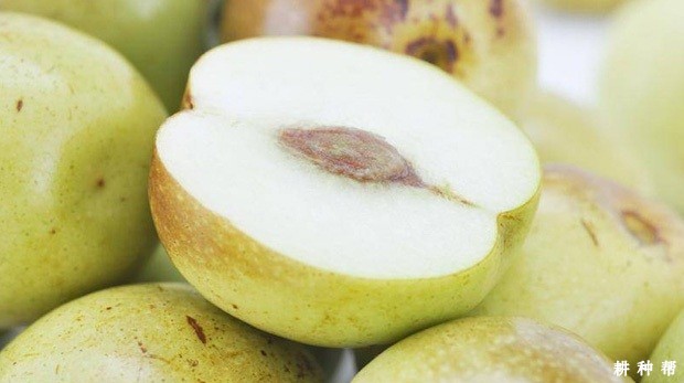 吃冬枣有哪些好处？