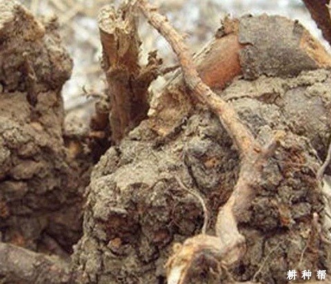 枣树根癌病怎么防治？附图片