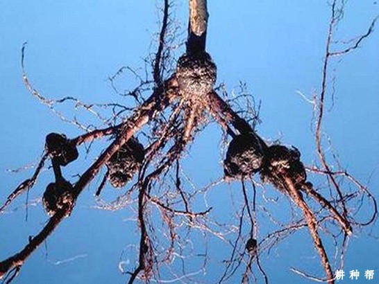 枣树根癌病怎么防治？附图片