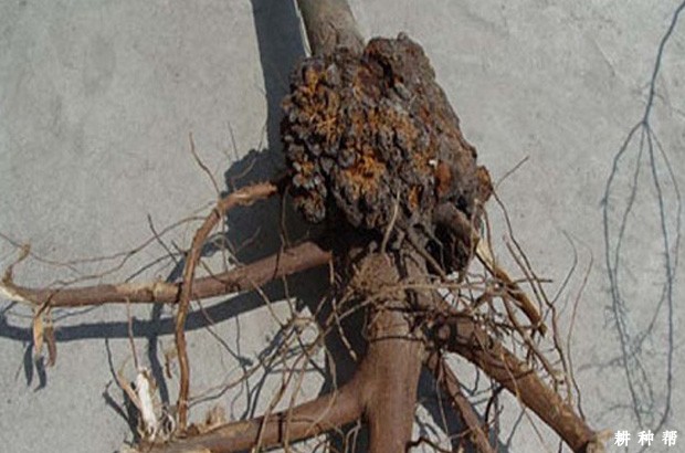 枣树根癌病怎么防治？附图片
