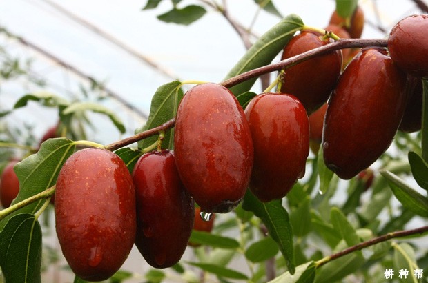 孕妇能吃红枣吗，有什么好处？