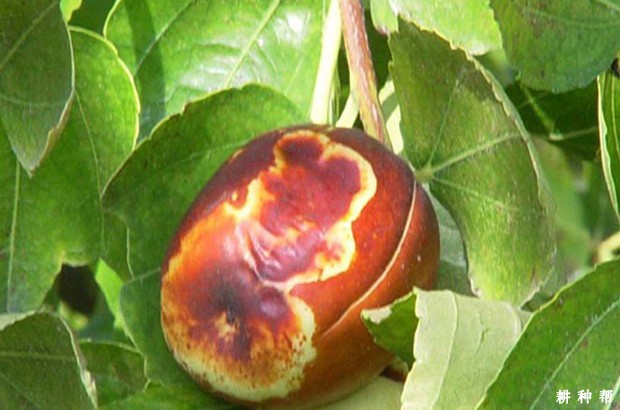 枣树炭疽病怎么防治？附图片