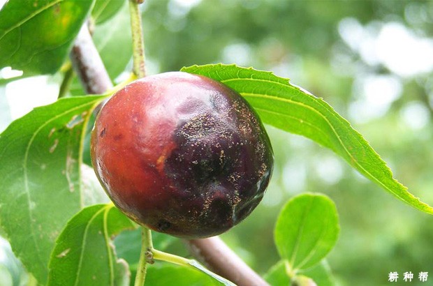 枣树炭疽病怎么防治？附图片