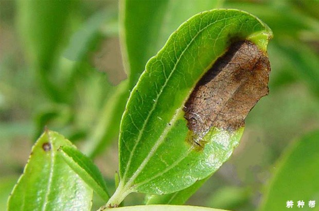 枣树炭疽病怎么防治？附图片