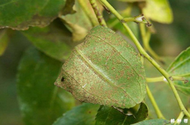 枣锈病怎么防治？附图片