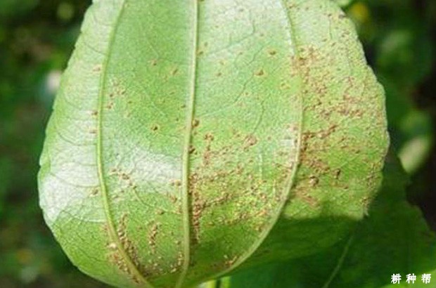 枣锈病怎么防治？附图片