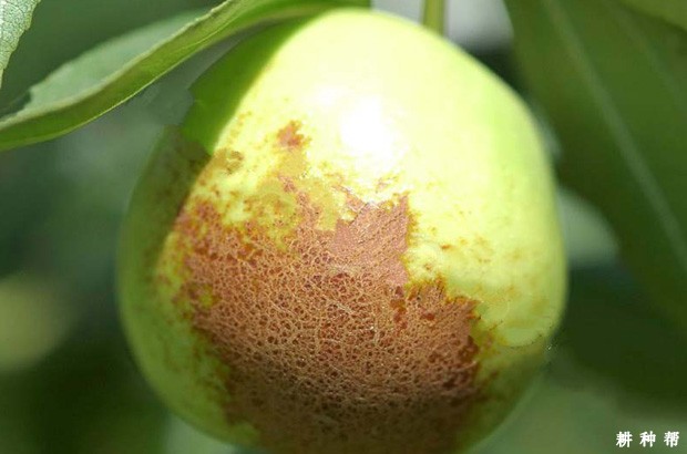 枣锈病怎么防治？附图片