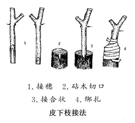 枣树苗如何嫁接？