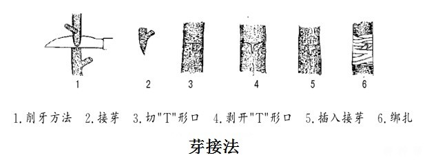 枣树苗如何嫁接？
