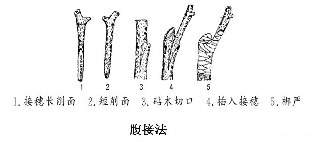 枣树苗如何嫁接？