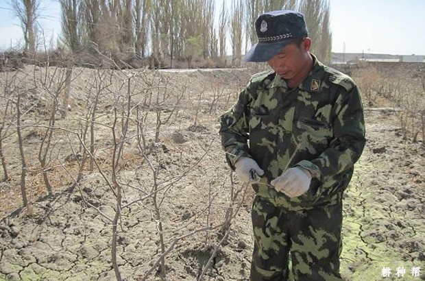 枣树定植后如何管理? 枣树定植后如何管理?