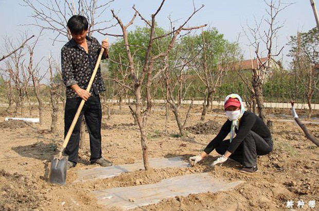 枣树定植后如何管理? 枣树定植后如何管理?
