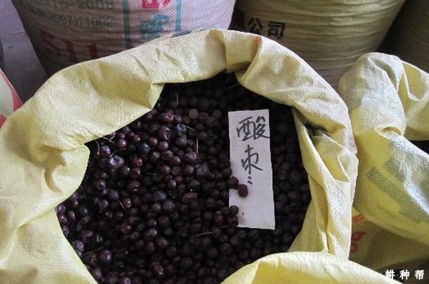 枣树嫁接的砧木如何培育？