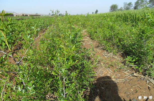 枣树嫁接的砧木如何培育？