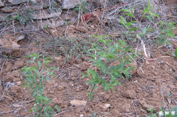 枣树嫁接的砧木如何培育？