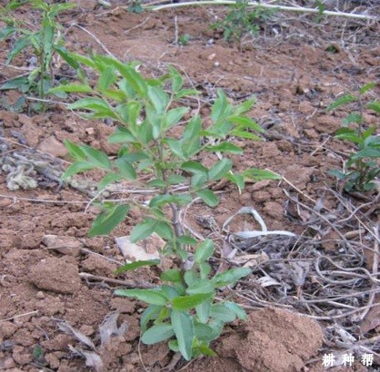枣树嫁接的砧木如何培育？