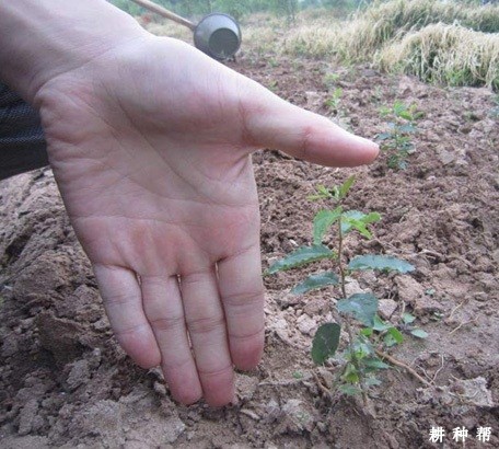 枣树嫁接的砧木如何培育？