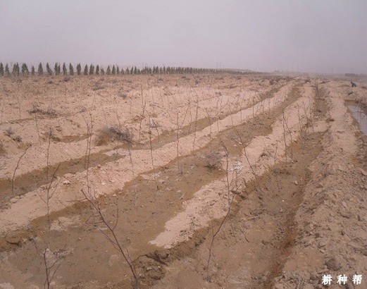 枣树苗是怎么种的? 枣树苗是怎么种的?